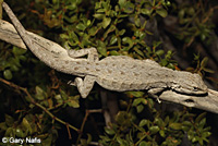 Long-tailed Brush Lizard