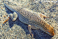 Coachella Valley Fringe-toed Lizards