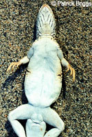Coachella Valley Fringe-toed Lizard