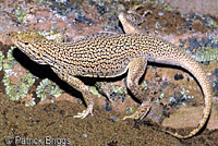 Colorado Desert Fringe-toed Lizard