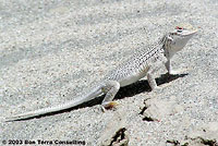 Coachella Valley Fringe-toed Lizard