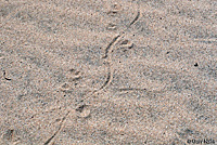 Mohave Fringe-toed Lizard tracks