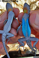 Baja California Brush Lizards