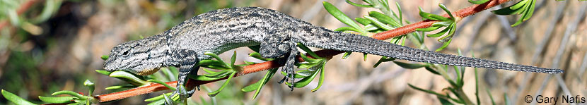 Baja California Brush Lizard