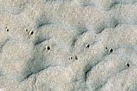 Fringe-toed Lizard footprints. 