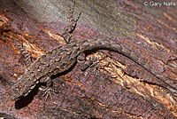 Schott's Tree Lizard