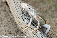 Mohave Fringe-toed Lizard