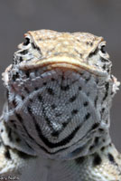 Mohave Fringe-toed Lizard