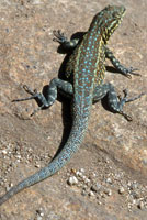 Western Side-blotched Lizard