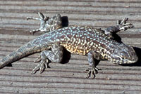 Lizard