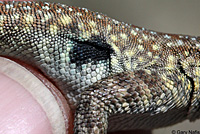 Western Side-blotched Lizard