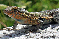 Western Side-blotched Lizard