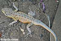 Western Side-blotched Lizard