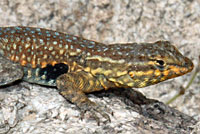 Western Side-blotched Lizard