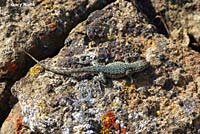 Nevada Side-blotched Lizard