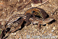 side-blotched lizards
