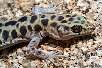 Granite Night Lizard