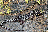 Granite Night Lizard