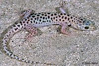 Sandstone Night Lizard