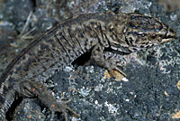 San Clemente Night Lizard