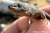 Desert Night Lizard