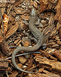 Night Lizard Scales
