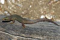 Baja California Night Lizard