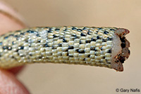 Desert Night Lizard tail