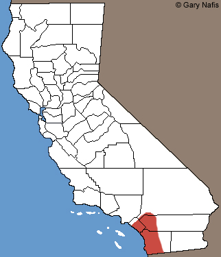 Belding's Orange-throated Whiptail California Range Map