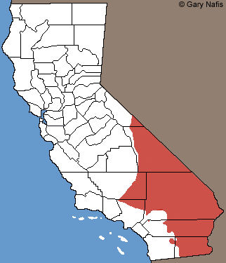 Western Zebra-tailed Lizard California Range Map