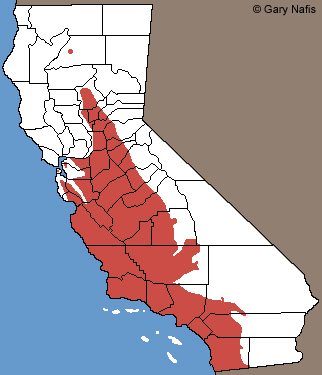 Coast Horned Lizard Range Map