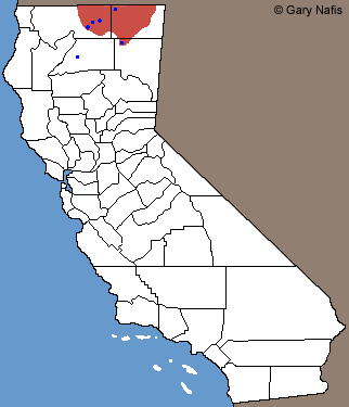 Pygmy Short-horned Lizard California Range Map