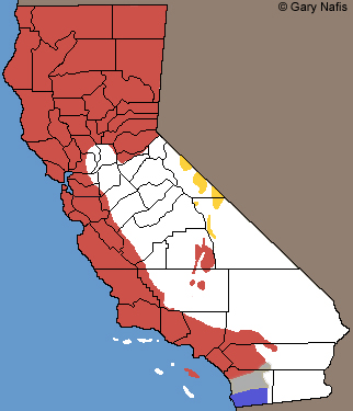 Western Skink California Range Map