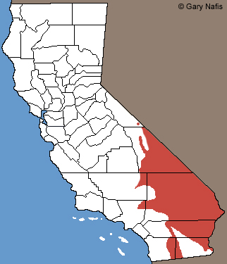 Common Chuckwalla California Range Map