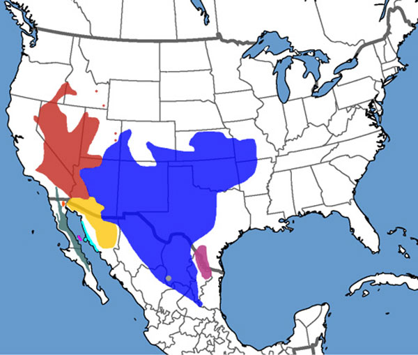 Sonoran Collared Lizard