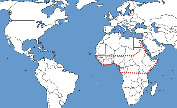 Long-tailed Brush Lizard Range Map