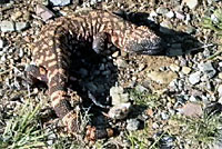 Reticulated Gila Monster