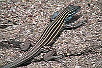 Arizona Striped Whiptail