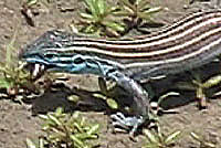 In this video, an Arizona Striped Whiptail eats a small invertebrate.  