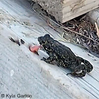 Black toads