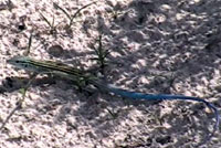 This video shows a LIttle White Whiptail hunting for red ants in the white sands. 