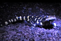 Barred Tiger Salamander 
