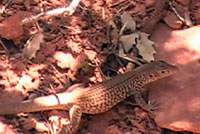 This video of a Plateau Tiger whiptailshows typical whiptail behavior - slowly walking around, foraging for food at the edge of vegetation, and stopping to dig for food, then racing off across open ground to another location to continue.