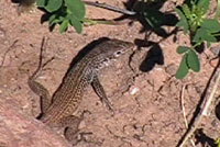 A Plateau Tiger whiptail digs in the sand with all four legs looking for food in this short video.  