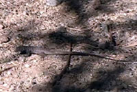 This video shows the slow jerky movements typical of whiptails such as this Great Basin Whiptail. 