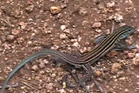 Plateau Striped Whiptails seach and dig for food, then defecate. What goes in, must come out... 