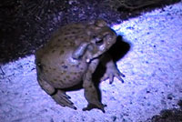 sonoran desert toad