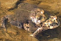 california toads