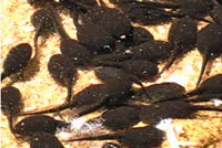 california toad tadpoles