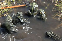 Black toads